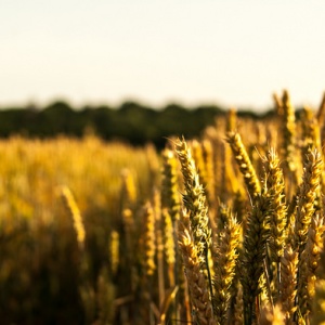 Image: Phil Dolby, Harvest, Flickr, Creative Commons Attribution 2.0 Generic