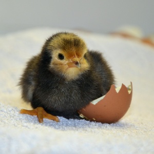 Image: congerdesign, Chicks hatch eggshell, Pixabay, Pixabay license