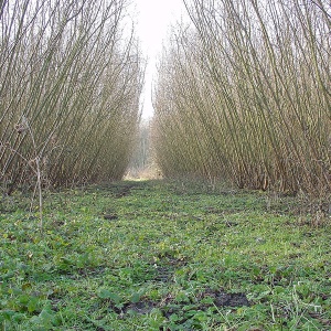 Image: Lamiot, Coppice short rotation willow, Wikimedia Commons, Creative Commons Attribution 3.0 Unported