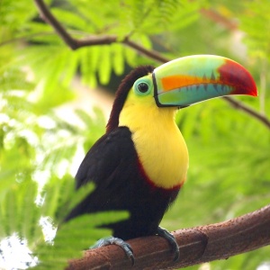 Image: Pxhere, Toucan bird nature, CC0 Public Domain