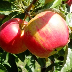 Image: Bicanski, Organic apple fruits on tree, Pixnio, CC0 Public domain