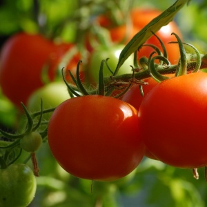 Image: axelmellin, Tomato plant food, Pixabay, CC0 Creative Commons