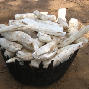 Image: Ton Rulkens, Dried cassava roots, Flickr, Creative Commons Attribution-ShareAlike 2.0 Generic 