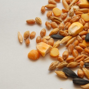 Image: cilfa, Pet feed, seeds, corn, Pxhere, CC0 Public Domain