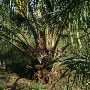 Image: sarangib, Oil Palm Tree Plantation, Pixabay, Pixabay Licence