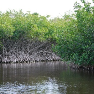 (Photo: Mangroves by Pat (Cletch) Williams, Flickr, creative commons licence 2.0)