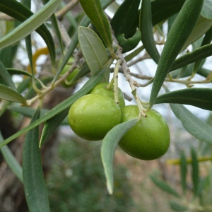 Image: AEPF, Olive tree Italy, Pixabay, Pixabay Licence
