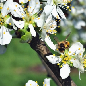Image: Pixnio, Bee tree flower, Public domain