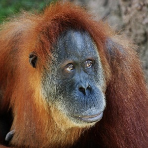 Image: Travis Isaacs, Orangutan, Flickr, Creative Commons Attribution 2.0 Generic