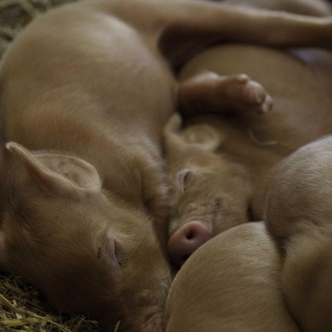 Image: david pacey, Piglets, Flickr, Creative Commons Attribution 2.0 Generic