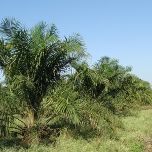 Image: sarangib, Oil Palm Tree, Pixabay, Pixabay Licence