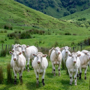 Image: David Blaikie, New Zealand Cattle, Flickr, Creative Commons Attribution 2.0 Generic