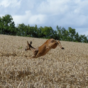 Image: Jackie Proven, Leaping deer in wheat field near Hawklaw, Geograph, Creative Commons Attribution-ShareAlike 2.0 Generic