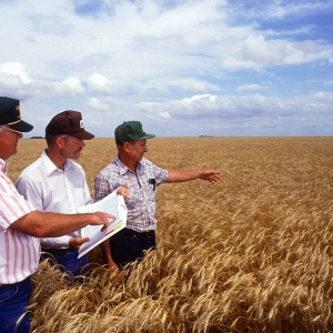 Image: Scott Bauer, Researchers examining wheat in a field, Free Stock Photos, Public domain