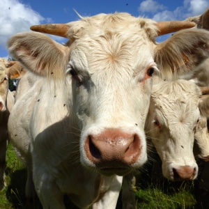 Photo: Stanze, Young male Charolais cattle, Flickr, CC by 2.0 