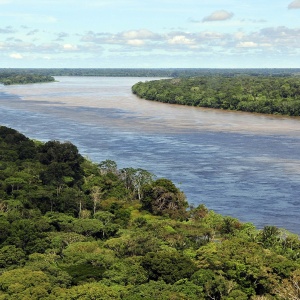 Image: Neil Palmer, Aerial view of the Amazon Rainforest, near Manaus, the capital of the Brazilian state of Amazonas, Wikimedia Commons, Creative Commons Attribution-Share Alike 2.0 Generic