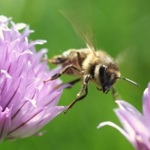 Image: skeeze, Honeybee flying insect, Pixabay, CC0 Creative Commons